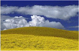 conalafield2.jpg (26782 bytes)