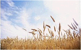 wheat_field2.jpg (23828 bytes)